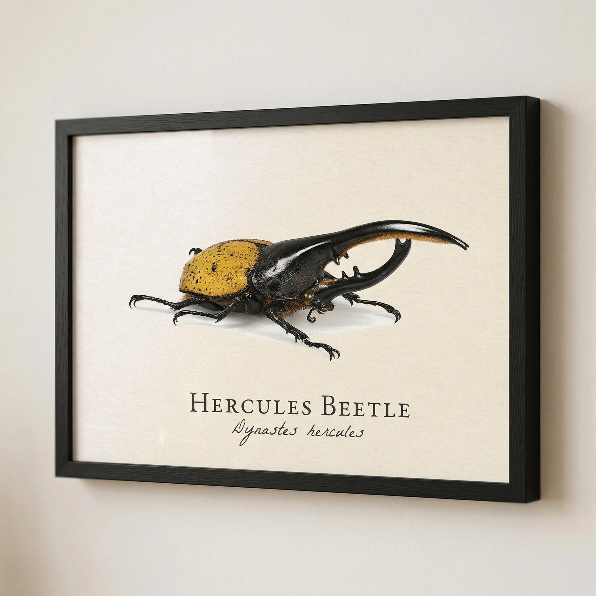 Dynastes hercules - Etsy 日本