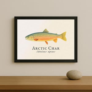 May include: Framed print of an Arctic Char fish illustration. The fish is depicted in shades of blue, orange, and yellow, with the text "Arctic Char Salvelinus alpinus" below. The print is in a black frame.