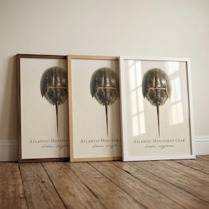 Puede incluir: Tres impresiones enmarcadas con un espécimen de cangrejo herradura. Cada impresión tiene un marco de diferente color: marrón oscuro, madera clara y blanco. El texto "Atlantic Horseshoe" y "Limulus polyphemus" está impreso debajo.