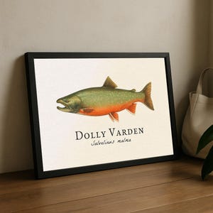 May include: Framed print featuring a Dolly Varden fish illustration. The fish is depicted in shades of green, orange, and red, with the name "Dolly Varden" and the scientific name "Salvelinus malma" below. The print is in a black frame.
