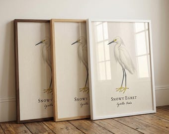 Ingelijste print sneeuwreiger – vintage wetenschappelijke illustratie van zilverreiger thula