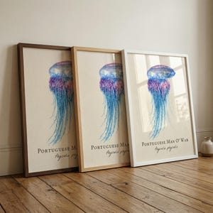 Puede incluir: Tres impresiones artísticas enmarcadas con ilustraciones de acuarela de carabelas portuguesas. Cada medusa se representa con una combinación de colores azul, morado y rosa. Las impresiones están en marcos marrones, de madera natural y blancos.