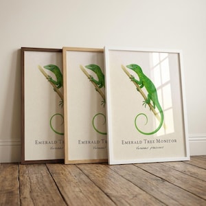 エメラルドツリーモニター額入りプリント – Varanus prasinus のヴィンテージ科学イラスト