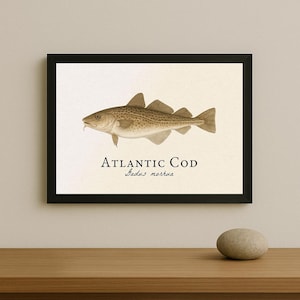 Puede incluir: Impresión enmarcada que presenta una ilustración de un bacalao del Atlántico. El texto "Atlantic Cod" y "Gadus morhua" se encuentra debajo de la imagen. El pez está ilustrado en tonos marrones y beige sobre un fondo crema, enmarcado en negro.
