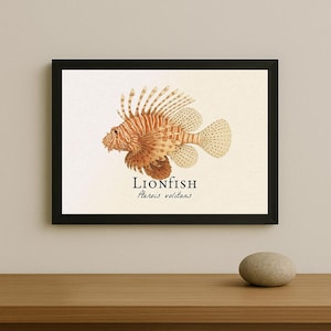 Op de afbeelding: Een ingelijste print met een gedetailleerde illustratie van een koraalduivel, met zijn kenmerkende vinnen en kleuring. Het kunstwerk bevat de tekst "LIONFISH" en de wetenschappelijke naam "Pterois volitans". De lijst is zwart.