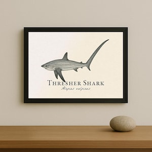 May include: Framed print featuring a detailed illustration of a Thresher Shark, rendered in shades of gray. The shark is depicted in profile, with its distinctive long tail. The text "Thresher Shark" and "Alopias vulpinus" are printed below the image.
