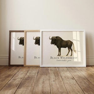 Impresión enmarcada de ñu negro: ilustración científica vintage de Connochaetes gnou