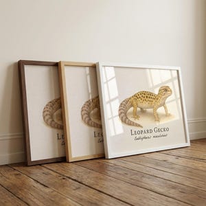 Leopard Gecko Framed Print – Vintage Scientific Illustration of Eublepharis macularius