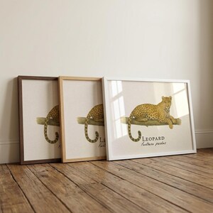 Lámina enmarcada de leopardo: ilustración científica vintage de Panthera pardus