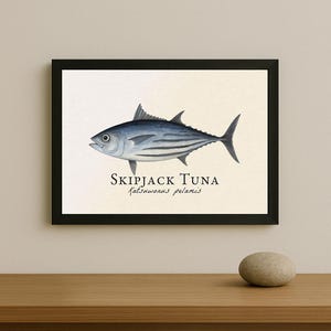 May include: Framed print featuring a detailed illustration of a Skipjack Tuna, Katsuwonus pelamis, in shades of blue and gray. The fish is depicted with striped markings and a dorsal fin. The title is printed below the fish.