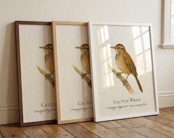 Cactus Wren Framed Print – Vintage Scientific Illustration of Campylorhynchus brunneicapillus