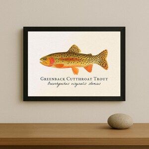 Op de afbeelding: Een ingelijste print met een illustratie van een Greenback Cutthroat Trout. De vis is afgebeeld in tinten oranje, bruin en geel met zwarte stippen. De print bevat de naam van de vis en de wetenschappelijke classificatie in zwarte tekst op een witte achtergrond.