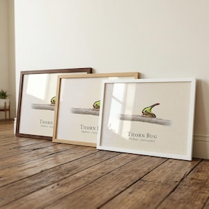 May include: Three framed prints featuring illustrations of thorn bugs. Each print has a different frame color: dark brown, light wood, and white. The prints display the insect on a branch with the name "Thorn Bug" and scientific name.