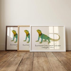 Lámina enmarcada de lagarto de collar oriental: ilustración científica vintage de Crotaphytus collaris