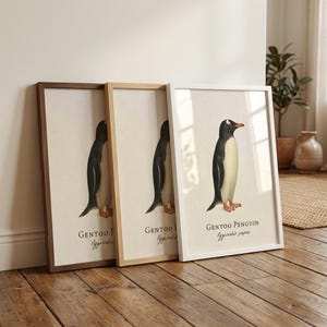 Gentoo Penguin Framed Print – Vintage Scientific Illustration of Pygoscelis papua