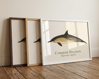 Common Dolphin Framed Print - Vintage Scientific Illustration of Delphinus delphis