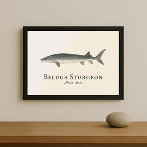 Beluga Sturgeon Framed Print – Scientific Fish Illustration of Huso huso – Vintage Natural History Ocean Art – Coastal Wall Decor