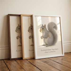 Lámina enmarcada de ardilla gris oriental: ilustración científica vintage de Sciurus carolinensis