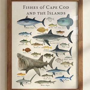 Puede incluir: Un grabado enmarcado titulado «Peces de Cape Cod y las Islas». Muestra ilustraciones de diversas especies de peces, como tiburones y atunes, con sus nombres. El marco es de madera.