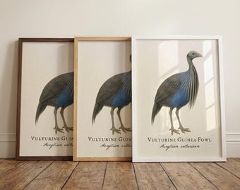 Lámina enmarcada de gallina de Guinea vulturina: ilustración científica vintage de Acryllium vulturinum