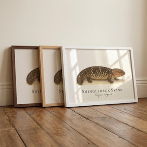 Stampa incorniciata di Shingleback Skink – Illustrazione scientifica d'epoca di Tiliqua Rugosa