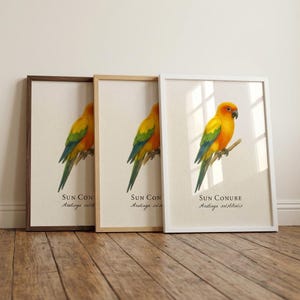 Sun Conure Framed Print – Vintage Scientific Illustration of Aratinga solstitialis
