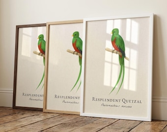 Resplendent Quetzal Framed Print – Vintage Scientific Illustration of Pharomachrus mocinno