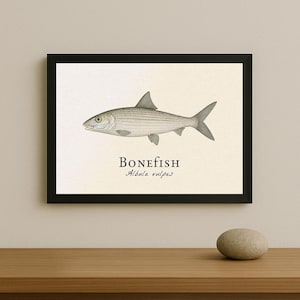 Puede incluir: Una impresión enmarcada que presenta una ilustración detallada de un bonefish, Albula vulpes, en tonos grises. El pez se representa de perfil sobre un fondo crema, con la palabra "Bonefish" y el nombre científico debajo. El marco es negro.