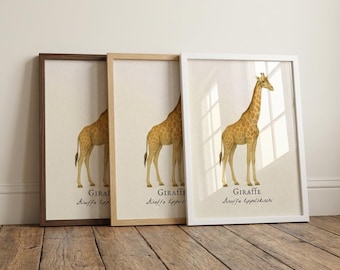 Inramat tryck med giraff – Vetenskaplig vintageillustration av tippelskirchi med giraff