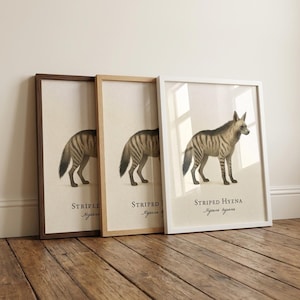 Striped Hyena Framed Print – Vintage Scientific Illustration of Hyaena hyaena