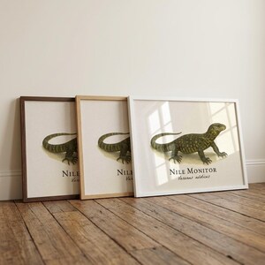 Nile Monitor Framed Print – Vintage Scientific Illustration of Varanus niloticus