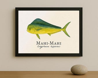 Mahi-Mahi ingelijste print – vintage wetenschappelijke illustratie van Coryphaena hippurus