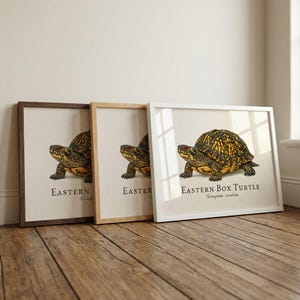 May include: Three framed prints of an Eastern Box Turtle, Terrapene carolina, are displayed. The turtle illustration features a yellow and black shell with red eyes. The frames are brown, natural wood, and white, leaning against a wall on a wooden floor.