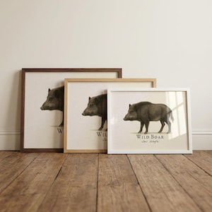 Wild Boar Framed Print – Vintage Scientific Illustration of Sus scrofa