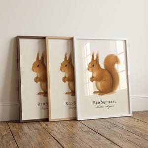 Lámina enmarcada de ardilla roja: ilustración científica vintage de Sciurus vulgaris