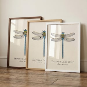 Emperor Dragonfly Framed Print – Vintage Scientific Illustration of Anax imperator