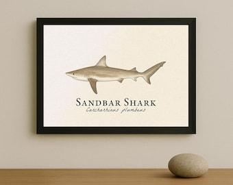 Sandbar Shark Framed Print – Vintage Scientific Illustration of Carcharhinus plumbeus