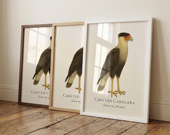 Ingelijste print caracara met kuif – vintage wetenschappelijke illustratie van caracara plancus