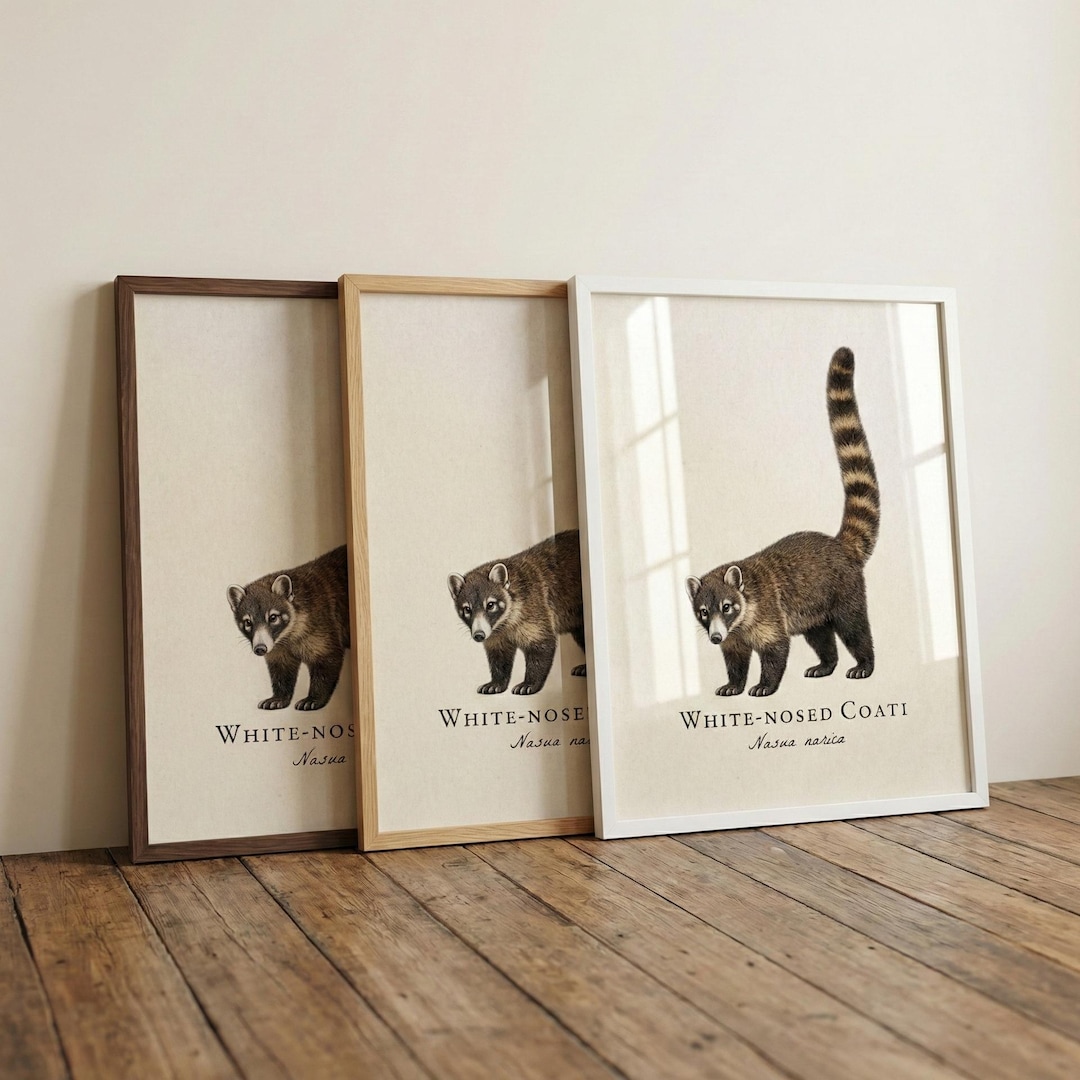 White-nosed Coati Framed Print – Vintage Scientific Illustration of ...
