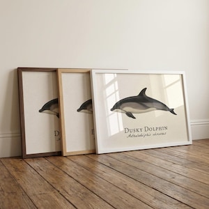 Impresión enmarcada de delfín oscuro - Ilustración científica vintage de Lagenorhynchus obscurus