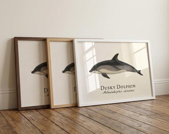 Dusky Dolphin Framed Print - Vintage Scientific Illustration of Lagenorhynchus obscurus
