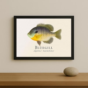 Puede incluir: Una impresión enmarcada con una ilustración detallada de un pez sol. El pez tiene un cuerpo azul-gris con detalles amarillos y naranjas. La palabra "BLUEGILL" está impresa debajo del pez, junto con el nombre científico.