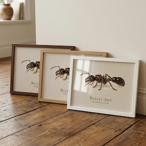 Paraponera clavata - Etsy 日本