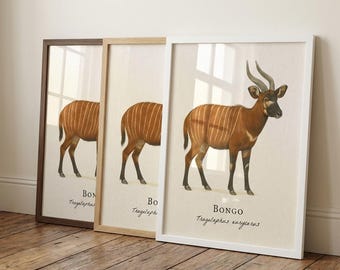 Impresión enmarcada de Bongo: ilustración científica vintage de Tragelaphus eurycerus