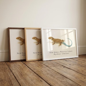 ニューメキシコ・ホイップテール・リザードの額入りプリント – Aspidoscelis neomexicanus のヴィンテージ科学イラスト