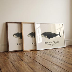 Bowhead Whale Framed Print - Vintage Scientific Illustration of Balaena mysticetus