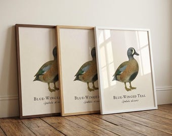 Blue-Winged Teal Framed Print – Vintage Scientific Illustration of Spatula discors