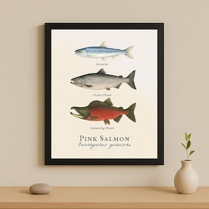 Op de afbeelding: Een ingelijste prent die de levenscyclus van een roze zalm illustreert. Het kunstwerk toont de vis in drie fasen: juveniel, oceaanfase en paaiperiode. De tekst "Pink Salmon Oncorhynchus gorbuscha" staat onderaan.