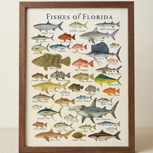 May include: A framed print titled "Fishes of Florida" featuring watercolor illustrations of various fish species. The artwork includes names like Yellowtail Snapper, Barracuda, and Blacktip Shark. The frame is a dark brown color.