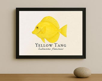 Yellow Tang Framed Print – Vintage Scientific Illustration of Zebrasoma flavescens